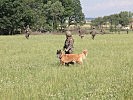 Bei den Milizsoldaten erstmals dabei und voll integriert: Militärhunde.