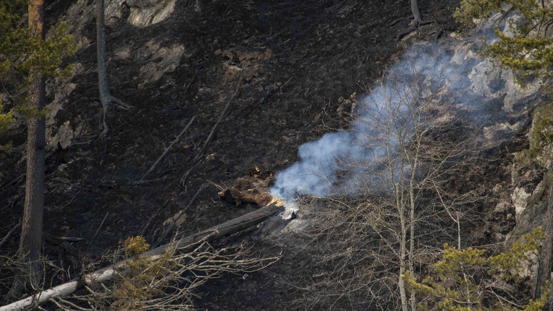 90 Hektar Waldfläche wurden bei dem Brand zerstört.