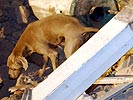 Iran 2003: Mensch und Hund suchen angestrengt. (Bild öffnet sich in einem neuen Fenster)