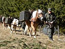 Die Haflinger-Pferde der Tragtierstaffel aus Hochfilzen... (Bild öffnet sich in einem neuen Fenster)