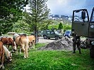 Tragtier und Technik: Haflinger-Pferde vor IVECO-Fahrzeugen. (Bild öffnet sich in einem neuen Fenster)