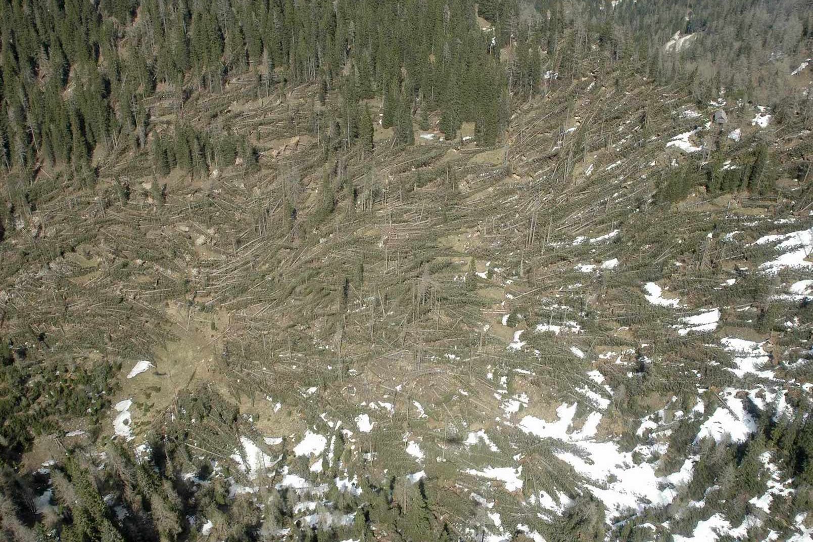 Zahlreiche umgestürzte und beschädigte Bäume 
